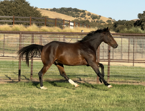 HorseID: 2286427 R Boogie Fever - PhotoID: 1081418