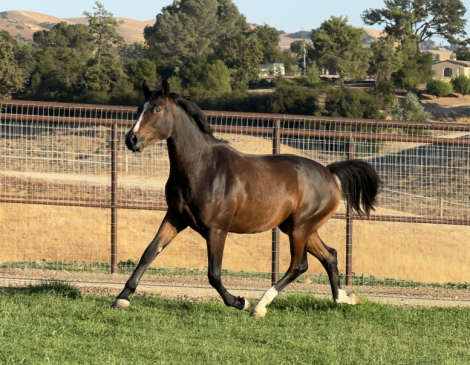 HorseID: 2286427 R Boogie Fever - PhotoID: 1081415