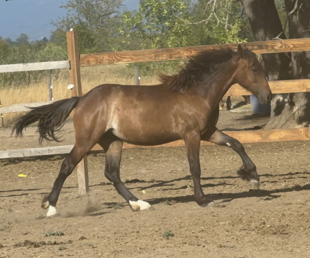 HorseID: 2286741 The Generals Symphony - PhotoID: 1081802