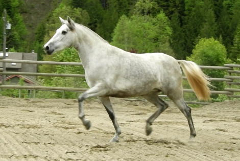 HorseID: 2286915 VA La Rosa - PhotoID: 1081930