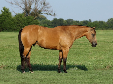 HorseID: 2287438 JA Frostem Oakwood - PhotoID: 1064615