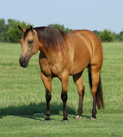 HorseID: 2287438 JA Frostem Oakwood - PhotoID: 1064616