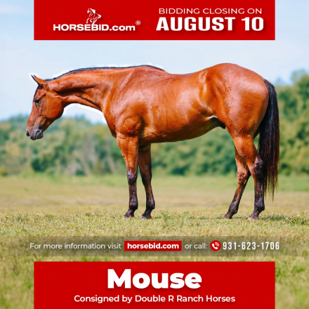 HorseID: 2287439 Redered Cinnamon Gem - PhotoID: 1064618