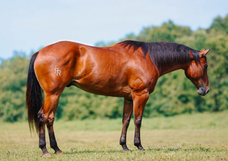 HorseID: 2287439 Redered Cinnamon Gem - PhotoID: 1064619