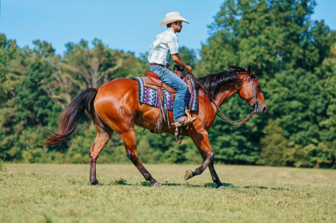 HorseID: 2287439 Redered Cinnamon Gem - PhotoID: 1064621