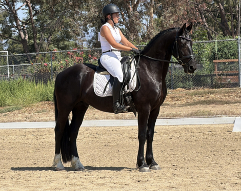 HorseID: 2287967 Lando - PhotoID: 1104135