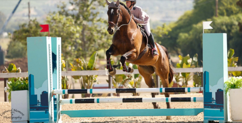 HorseID: 2288851 Powerhouse - PhotoID: 1082632