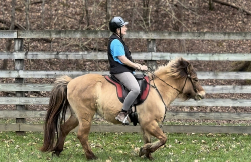 HorseID: 2289997 Sinna from Clear Springs Hollow - PhotoID: 1097067