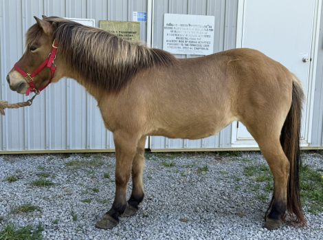 HorseID: 2289997 Sinna from Clear Springs Hollow - PhotoID: 1097068