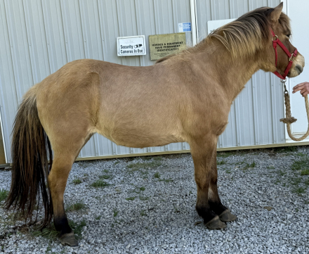 HorseID: 2289997 Sinna from Clear Springs Hollow - PhotoID: 1097069