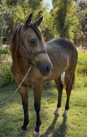 HorseID: 2290405 Dreams Dunn ComeTrue - PhotoID: 1076328