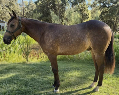 HorseID: 2290405 Dreams Dunn ComeTrue - PhotoID: 1076330