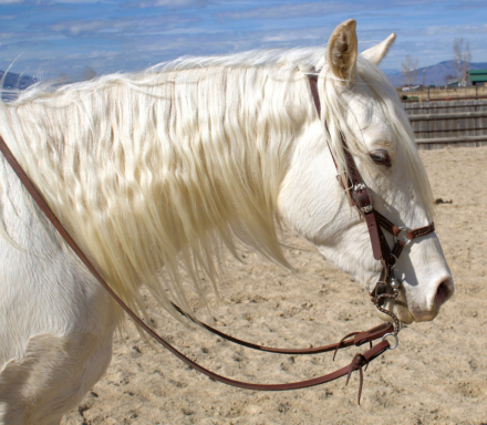 HorseID: 2291287 DANEY’S ICECOLD GOLD V. - PhotoID: 1082529