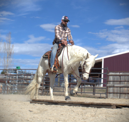 HorseID: 2291287 DANEY’S ICECOLD GOLD V. - PhotoID: 1082530