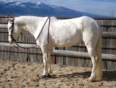 HorseID: 2291287 DANEY’S ICECOLD GOLD V. - PhotoID: 1082531