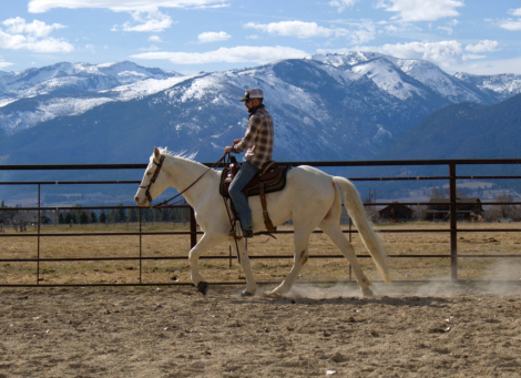 HorseID: 2291287 DANEY’S ICECOLD GOLD V. - PhotoID: 1082532