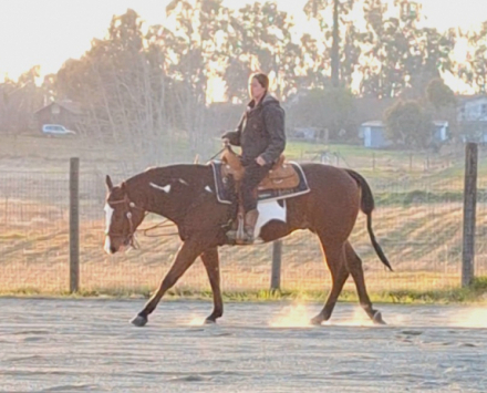 HorseID: 2292029 Rio Hot N Reddy - PhotoID: 1070649