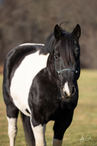 HorseID: 2292200 Cyrus - PhotoID: 1082809