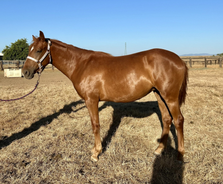 HorseID: 2292728 Hermione - PhotoID: 1103424