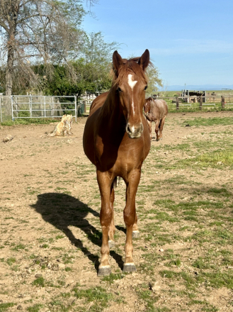 HorseID: 2292728 Hermione - PhotoID: 1103425
