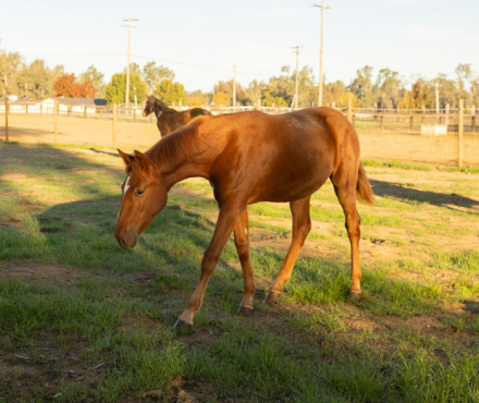 HorseID: 2292728 Hermione - PhotoID: 1103426