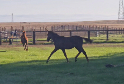 HorseID: 2292728 Hermione - PhotoID: 1103427