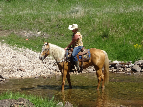 HorseID: 2292854 Flashbac Peppy - PhotoID: 1082510