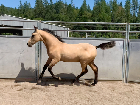 HorseID: 2293542 ATMF Kashmir - PhotoID: 1072589