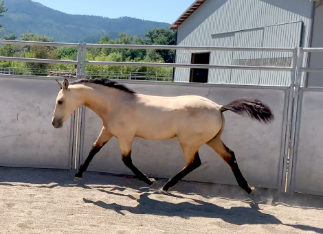 HorseID: 2293542 ATMF Kashmir - PhotoID: 1072590