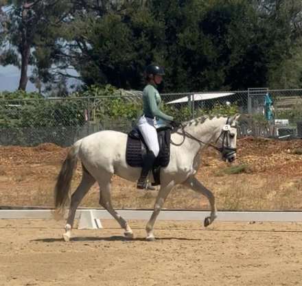 HorseID: 2293692 Theo - PhotoID: 1105055