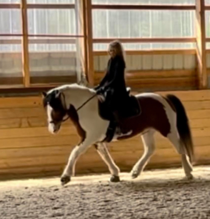 HorseID: 2293848 Elvis Presley - PhotoID: 1081316