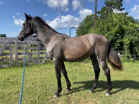 HorseID: 2294013 Raspotnik Niko - PhotoID: 1073277