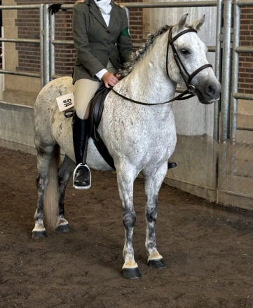 HorseID: 2294096 Rhino - PhotoID: 1105016