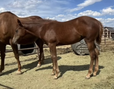 HorseID: 2294233 TuckersMissHollywood - PhotoID: 1079771