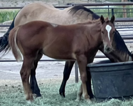 HorseID: 2294235 Chex R Double Tucker - PhotoID: 1082094