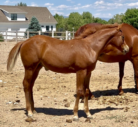 HorseID: 2294243 Chics Love A Tucker - PhotoID: 1076725