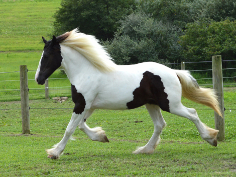 HorseID: 2294819 CHESTNUT OAK'S NOVA - PhotoID: 1097866