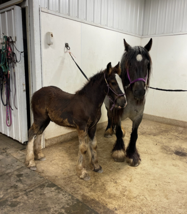 HorseID: 2295050 Feathers and Lace Rebels Black Whiskey - PhotoID: 1074670