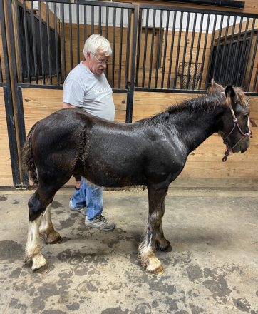 HorseID: 2295050 Feathers and Lace Rebels Black Whiskey - PhotoID: 1074671