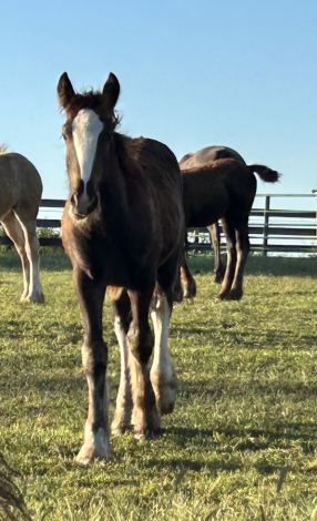 HorseID: 2295050 Feathers and Lace Rebels Black Whiskey - PhotoID: 1074672