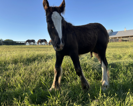 HorseID: 2295050 Feathers and Lace Rebels Black Whiskey - PhotoID: 1074673