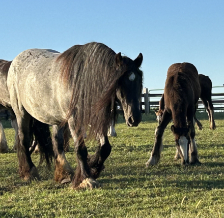 HorseID: 2295050 Feathers and Lace Rebels Black Whiskey - PhotoID: 1074674