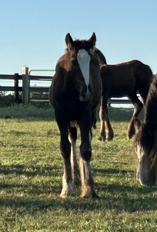 HorseID: 2295050 Feathers and Lace Rebels Black Whiskey - PhotoID: 1074675