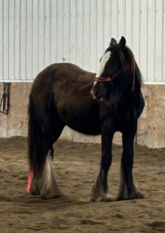 HorseID: 2295050 Feathers and Lace Rebels Black Whiskey - PhotoID: 1074671