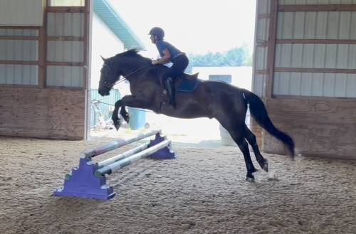 HorseID: 2296142 Cedar Rock Willows Ironside - PhotoID: 1076228