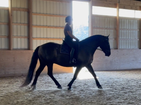 HorseID: 2296142 Cedar Rock Willows Ironside - PhotoID: 1076229