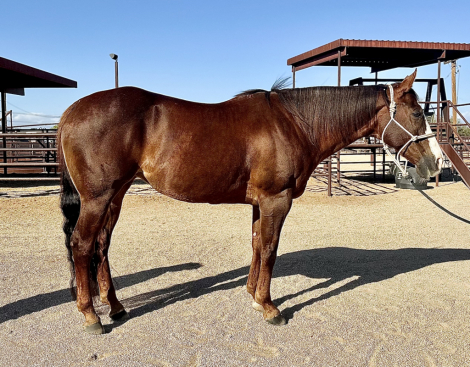 HorseID: 2296181 Demon in Stilettos - PhotoID: 1076282