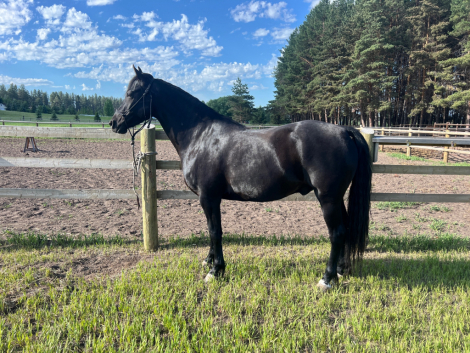 HorseID: 2296322 JMF Rock On - PhotoID: 1081618