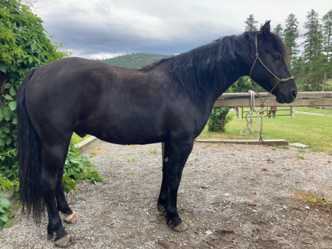 HorseID: 2296322 JMF Rock On - PhotoID: 1081620