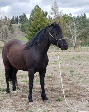 HorseID: 2296322 JMF Rock On - PhotoID: 1081621